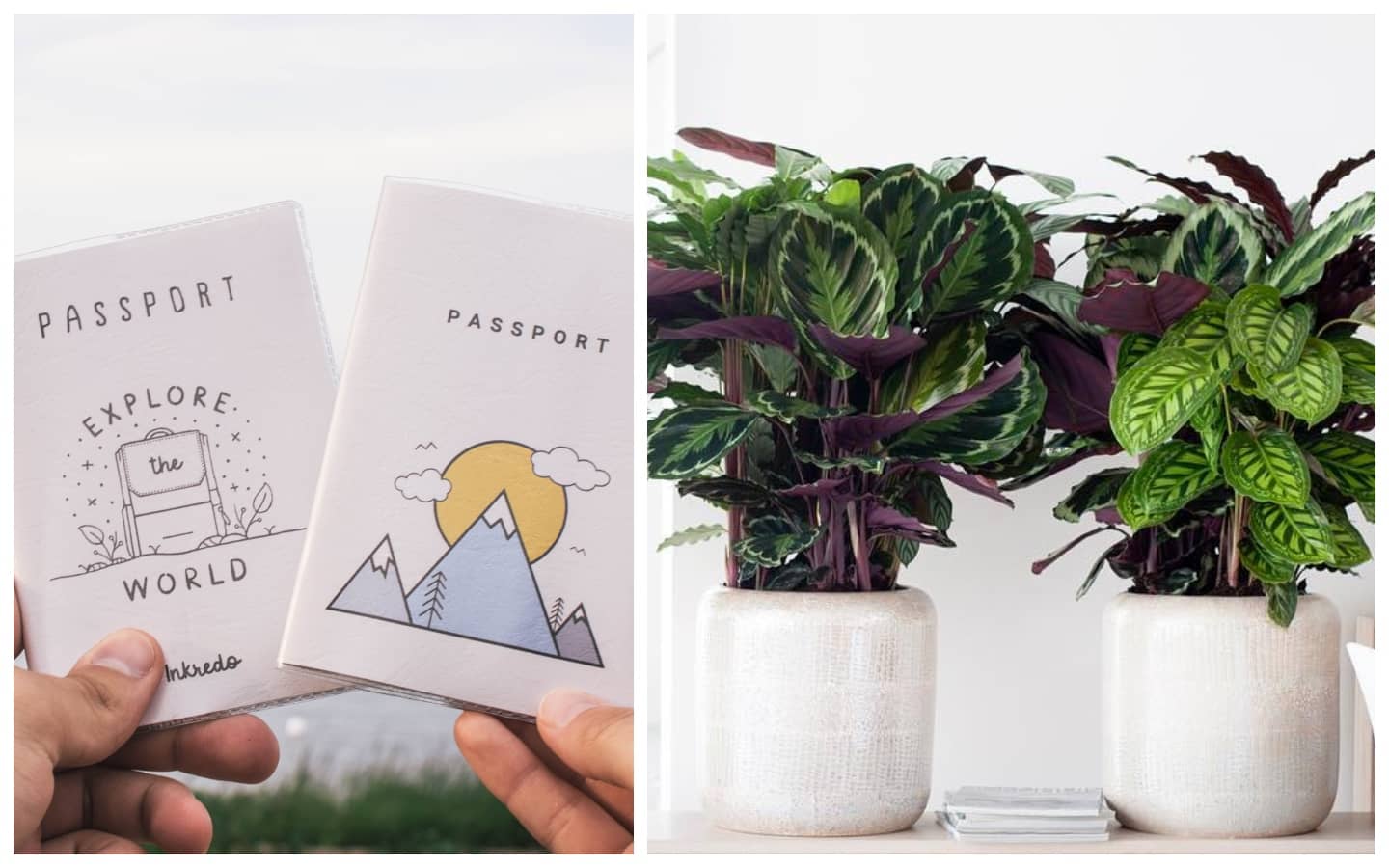 What Are Plant Passports And When Will You Need Them? | Metro.Style