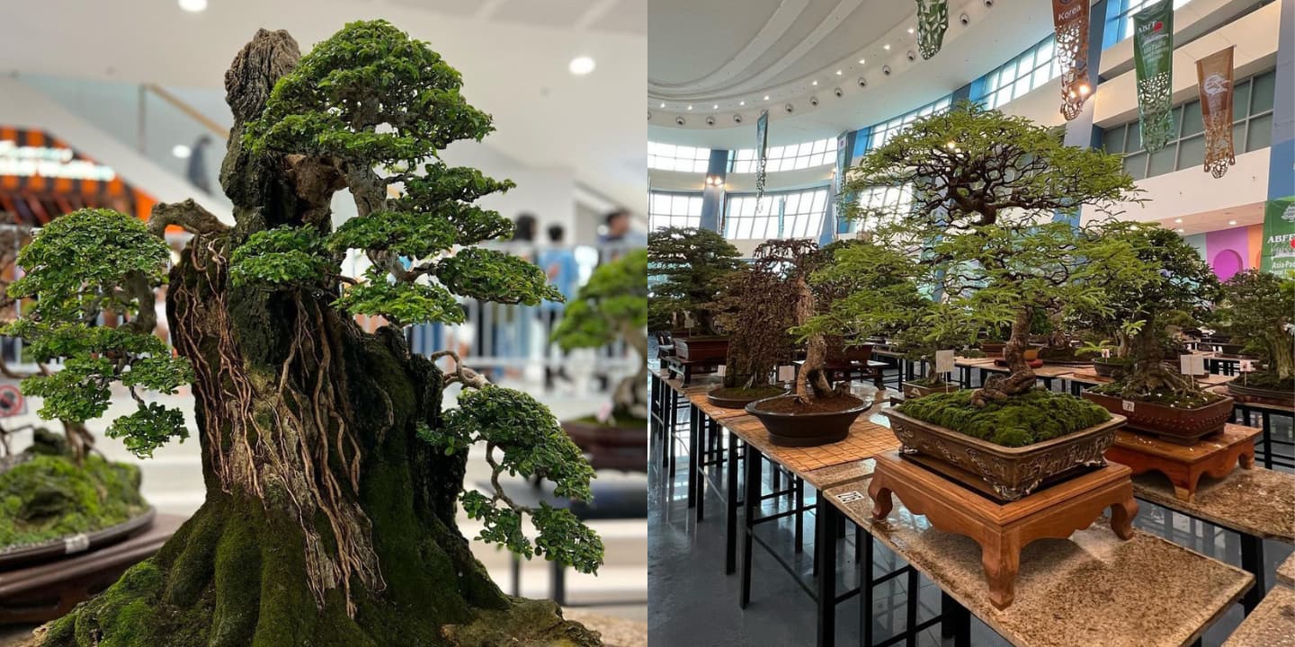 This Bonsai Exhibit Is The Ultimate Sight For Plantitos And Plantitas Metro.Style