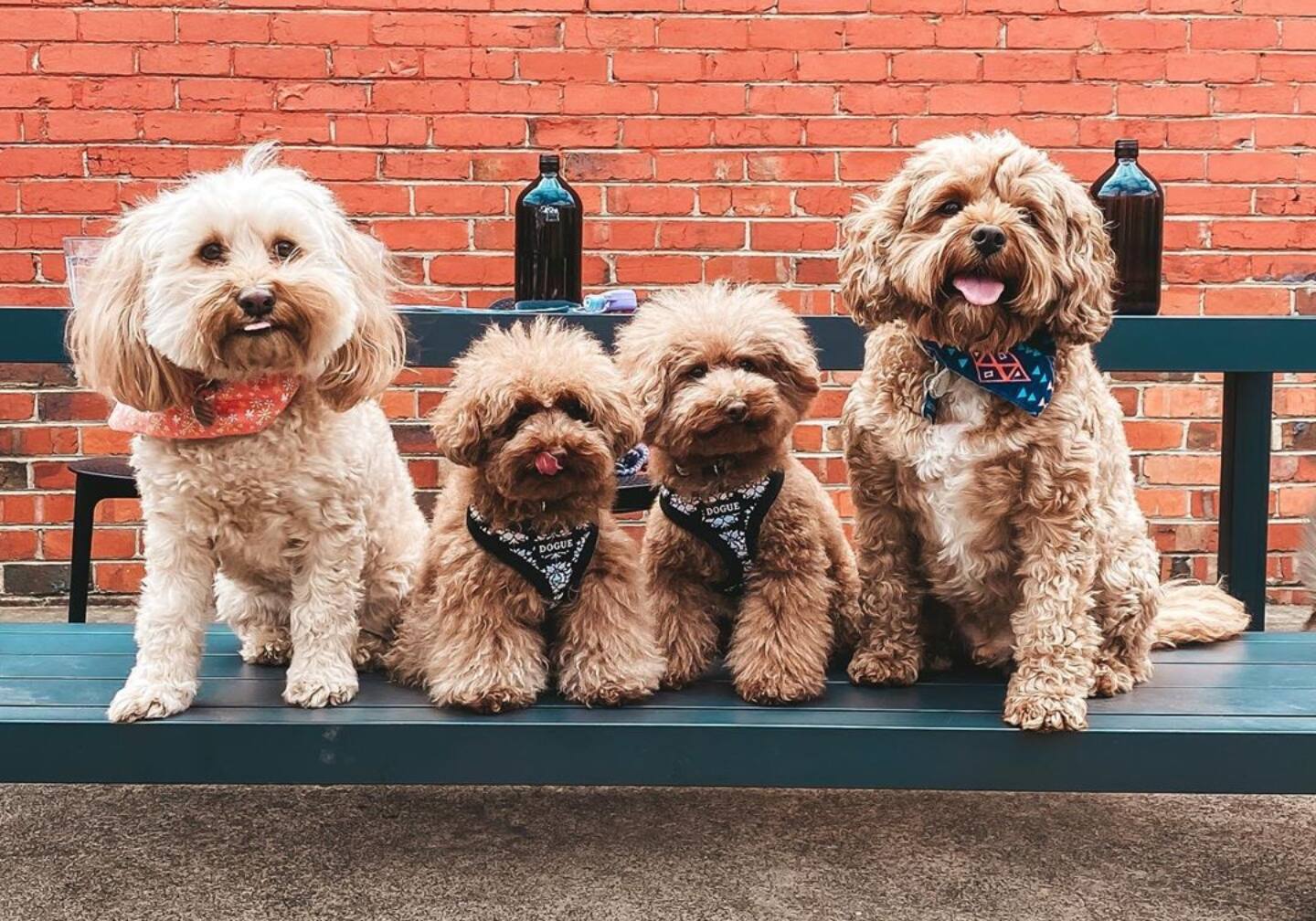 cavoodle cross poodle