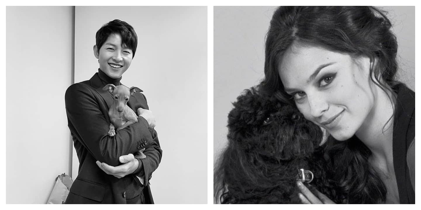 Song Joong-Ki And Katy Louise Saunders Have A Growing Pawmily | Metro.Style