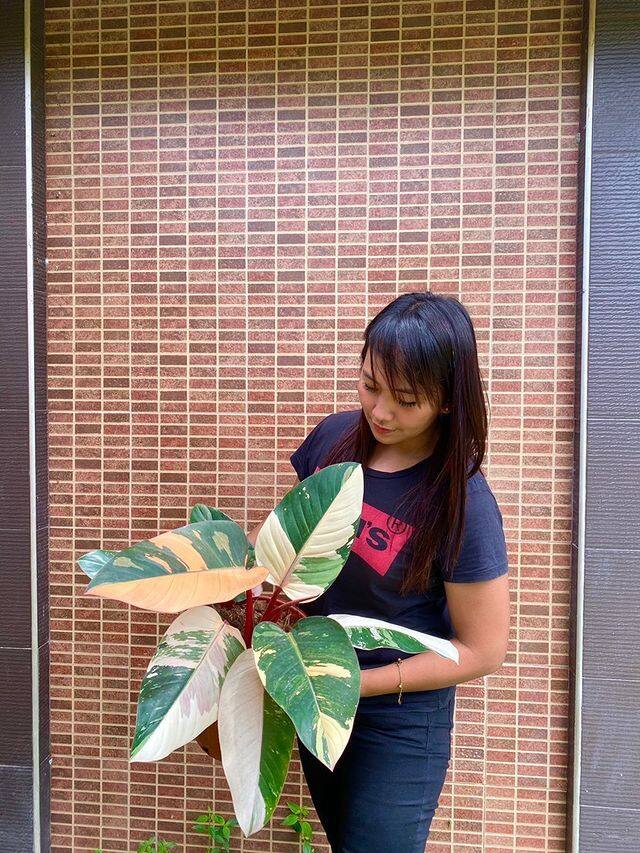 This Plant Costs 675 000 Pesos What Is It And Why Metro Style