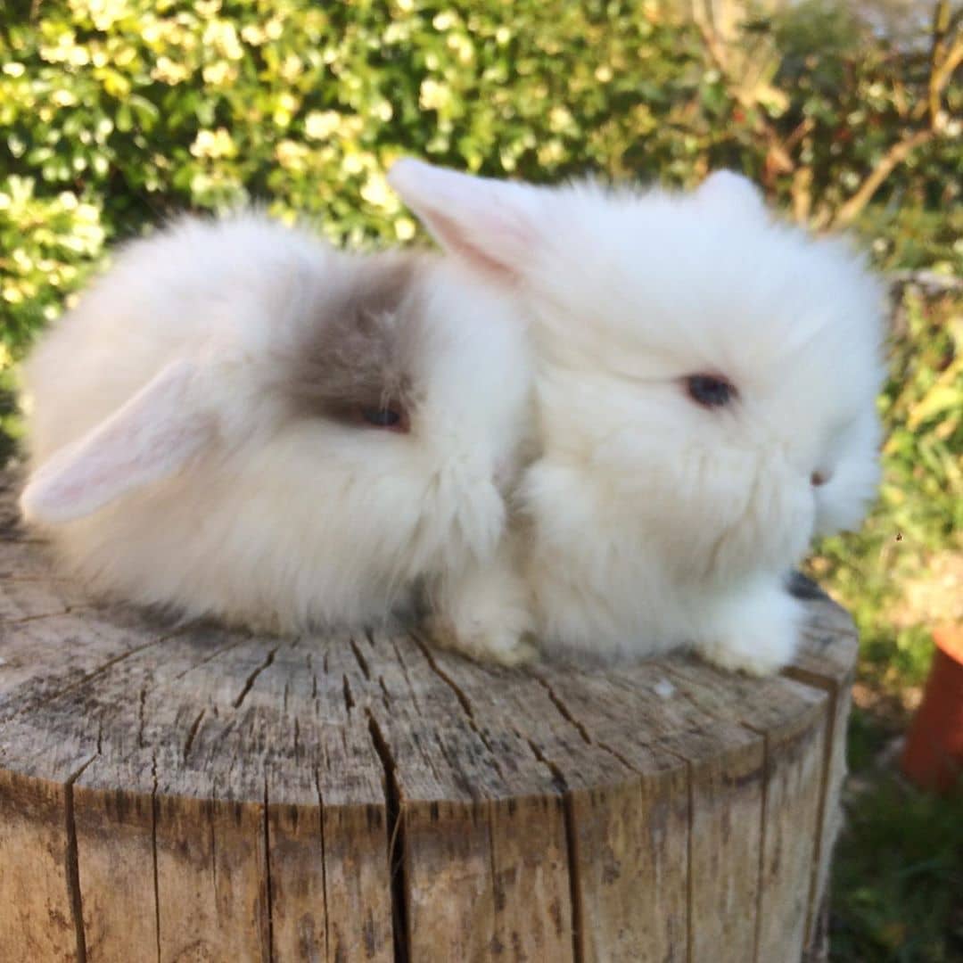 baby angora rabbit