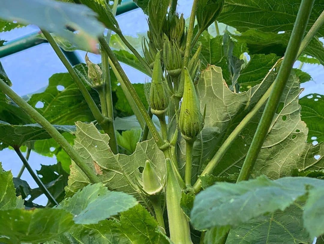 Angie Mead King Takes Her FarmVille Game To A Whole New Level Metro.Style