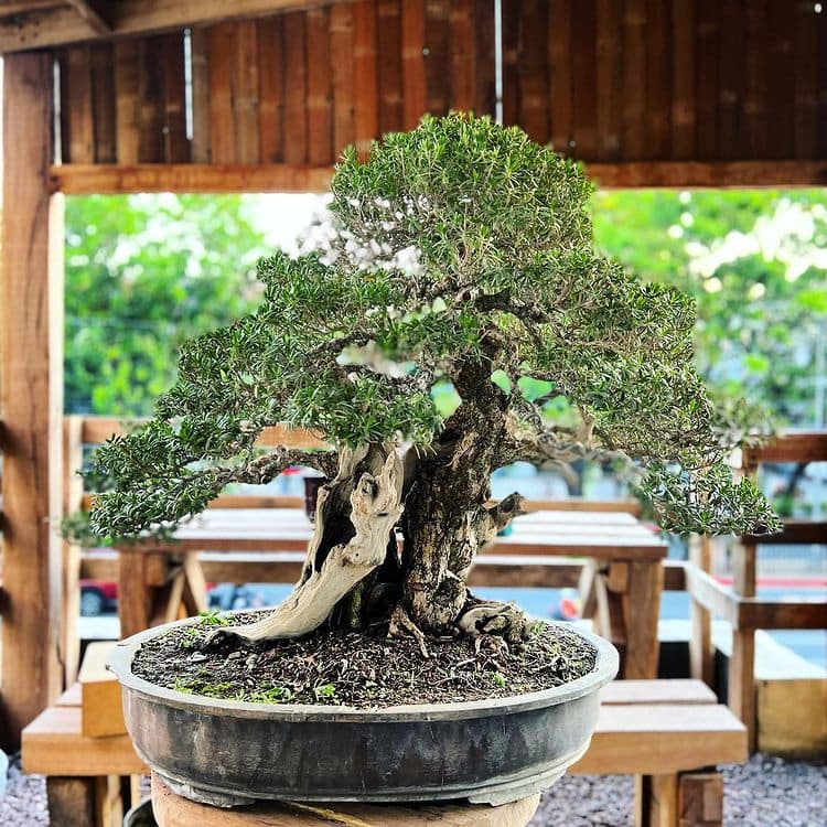 Bring Nature Indoors From An Award-Winning Architect's Bonsai Shop |  ABS-CBN Lifestyle