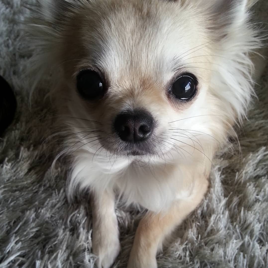 Pet Of The Week: Jjoonjie Is Remembered By K-Drama Star, Lee Joon-Gi ...