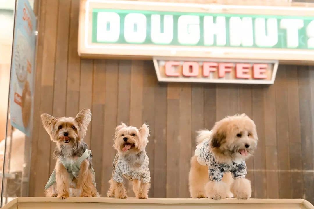 Celebrate International Dog Day with Krispy Kreme Philippines Metro.Style