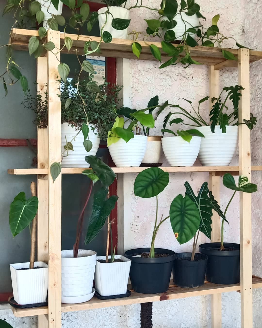 10 Clever Plant Racks That Will Organize And Beautify Your Green Spaces
