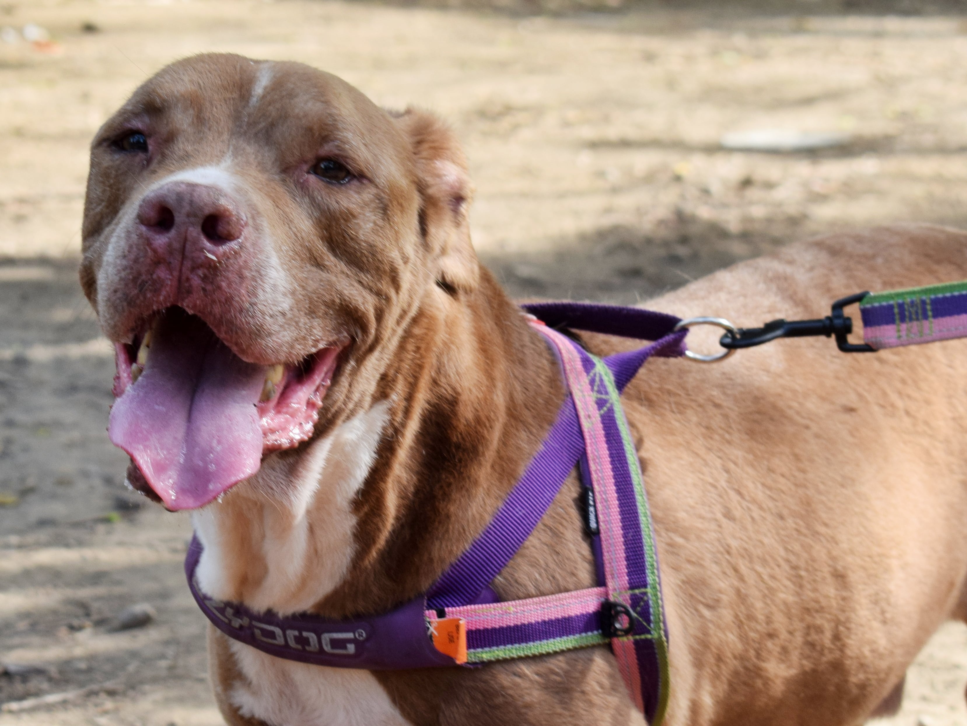 Meet The Laguna Pitties