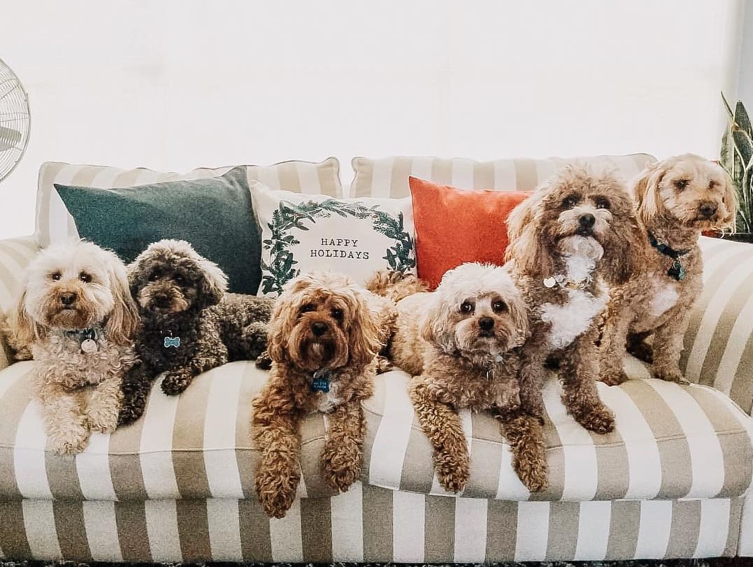 Cavoodles