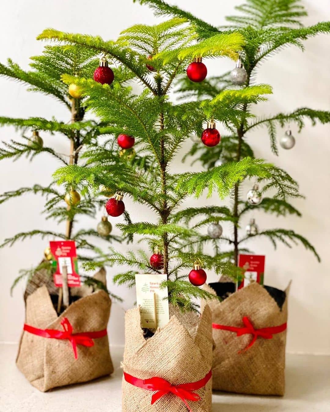 GIFT GUIDE 5 Gift Ideas For The Plant Parent Metro.Style